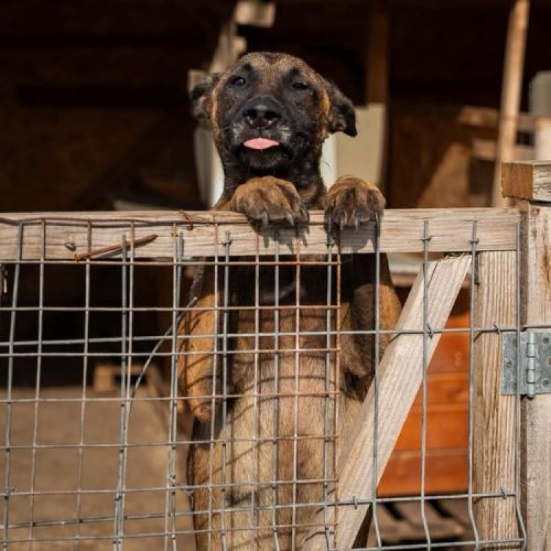 APACHE - Chien Berger Belge Malinois à adopter - photo 4