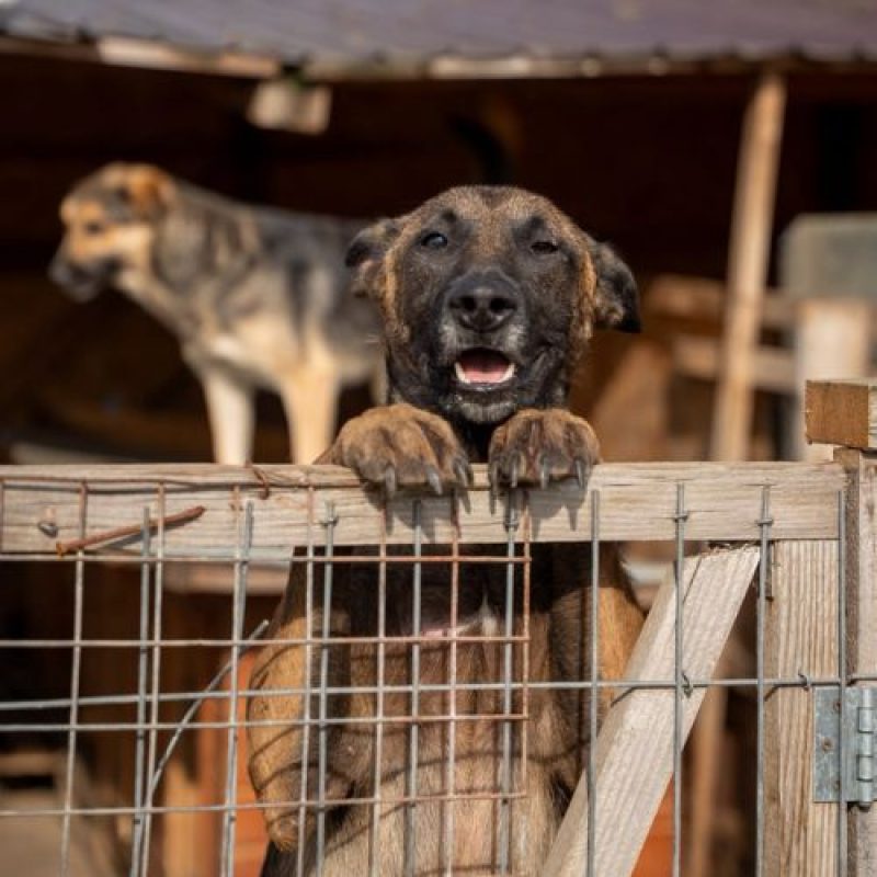 APACHE - Chien Berger Belge Malinois à adopter - photo 2