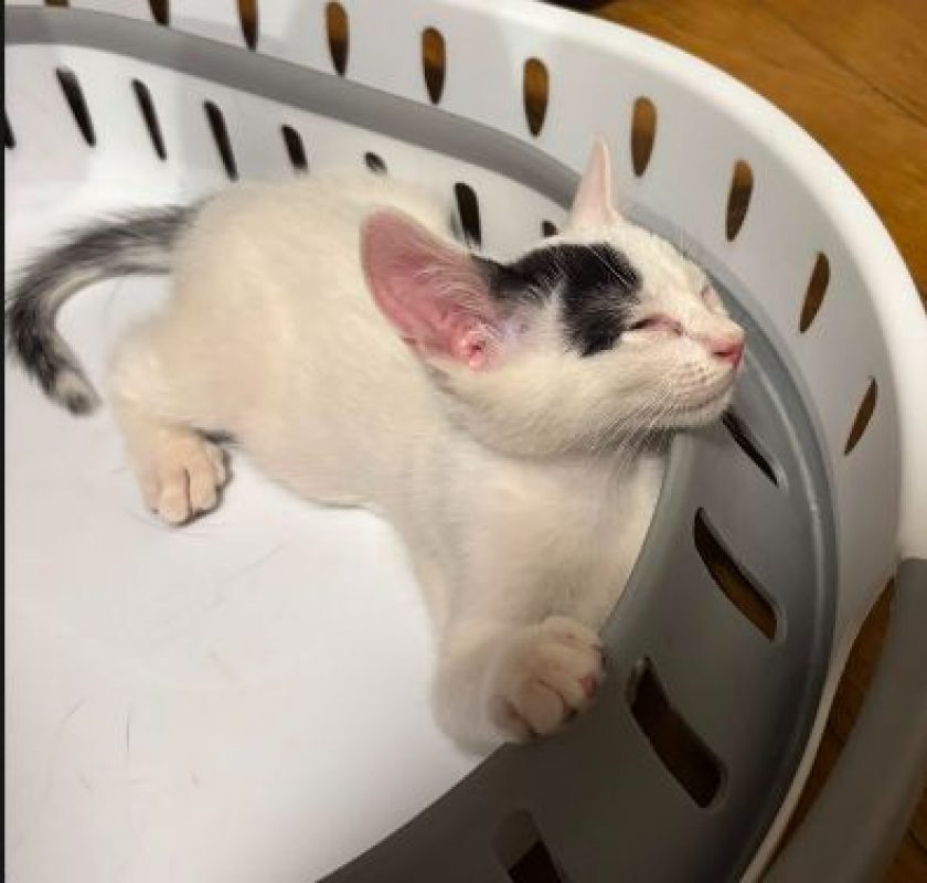 Balco - Chat Européen à adopter - photo 2