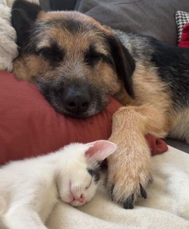 Balco - Chat Européen à adopter - photo 3