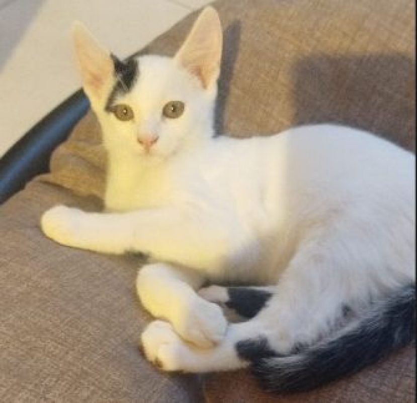 Balco - Chat Européen à adopter
