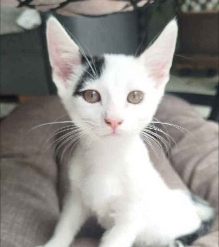 Balco - Chat Européen à adopter - photo 4