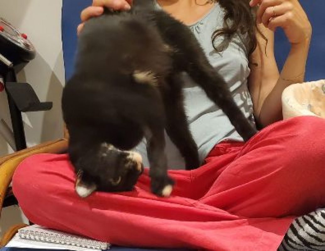 Sacha - Chat Européen à adopter - photo 2