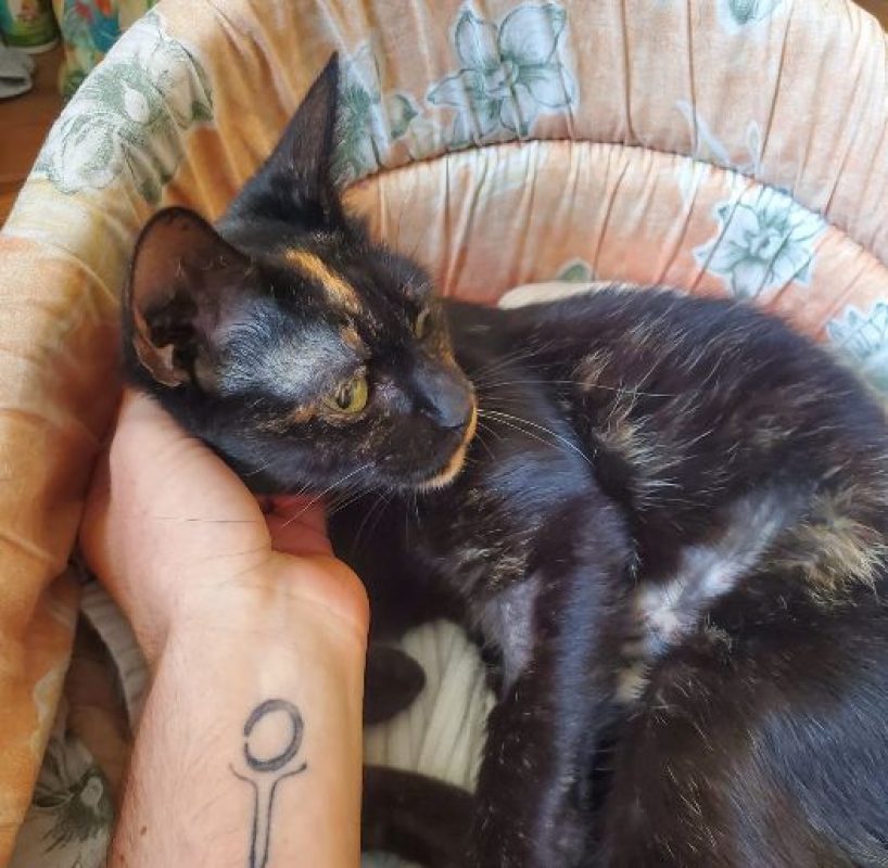 Sacha - Chat Européen à adopter - photo 3