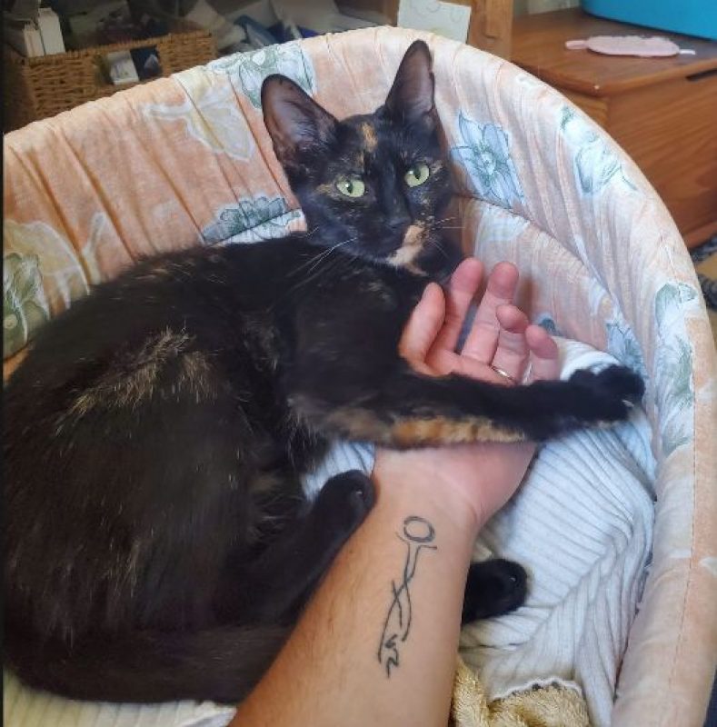 Sacha - Chat Européen à adopter