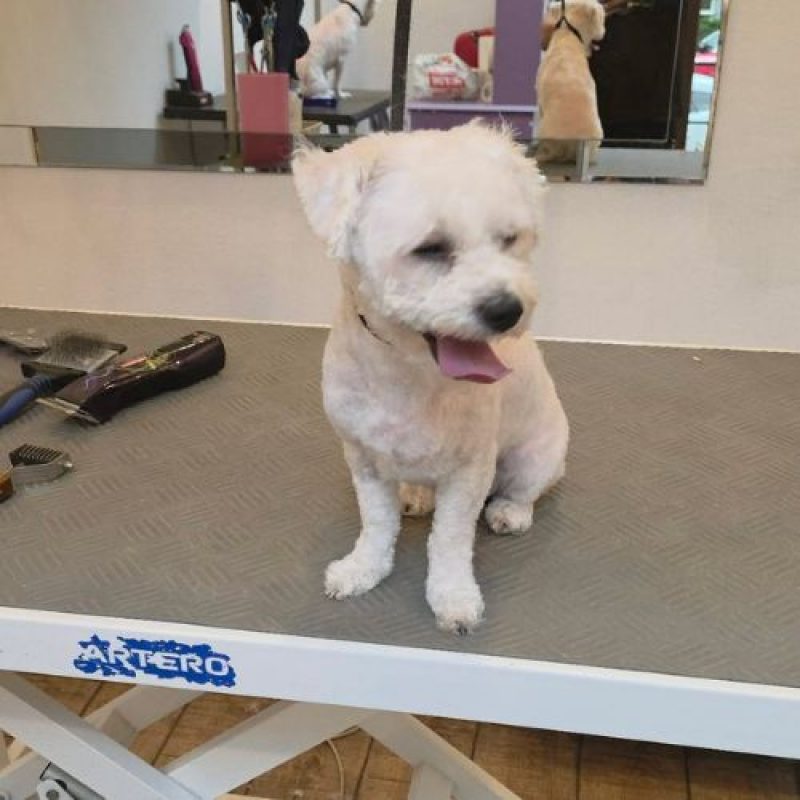ILINKA - Chien à adopter - photo 9