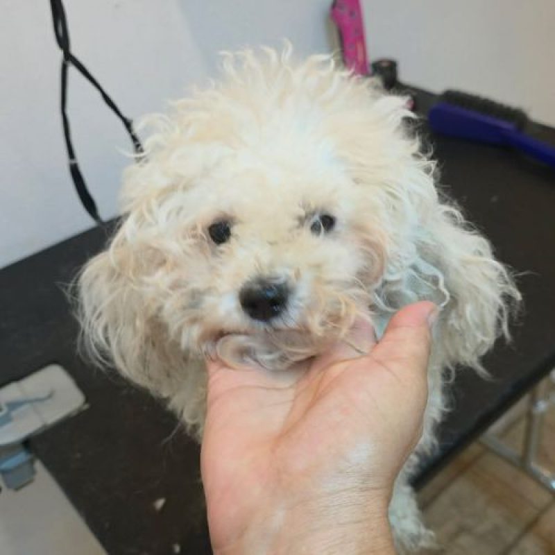 ILINKA - Chien à adopter - photo 8