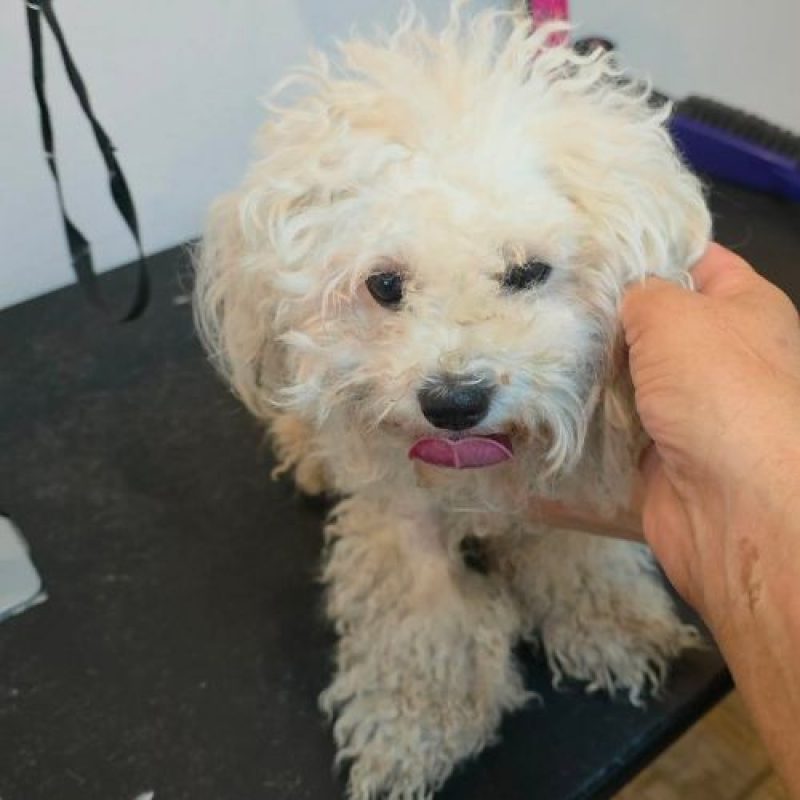ILINKA - Chien à adopter - photo 7