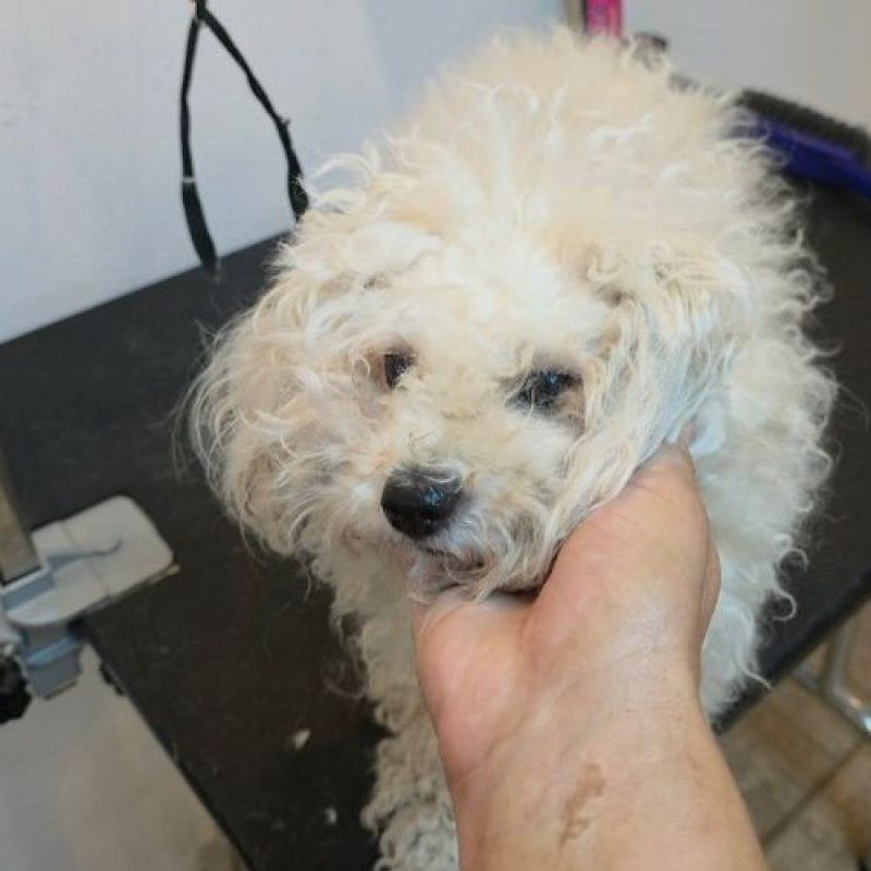 ILINKA - Chien à adopter - photo 4