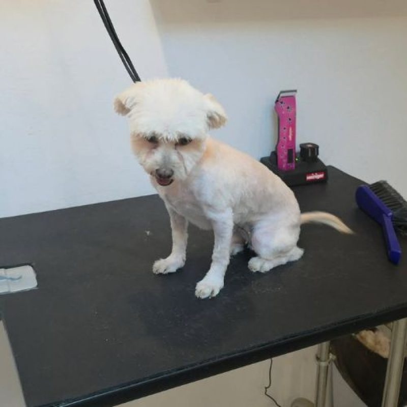 ILINKA - Chien à adopter - photo 6
