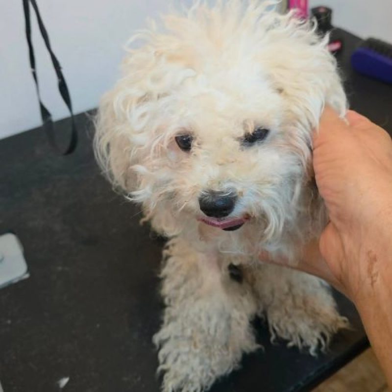 ILINKA - Chien à adopter - photo 3