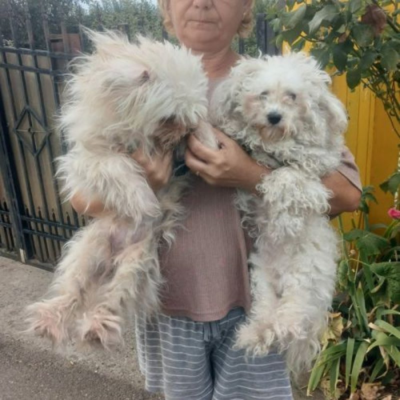 ILINKA - Chien à adopter - photo 2