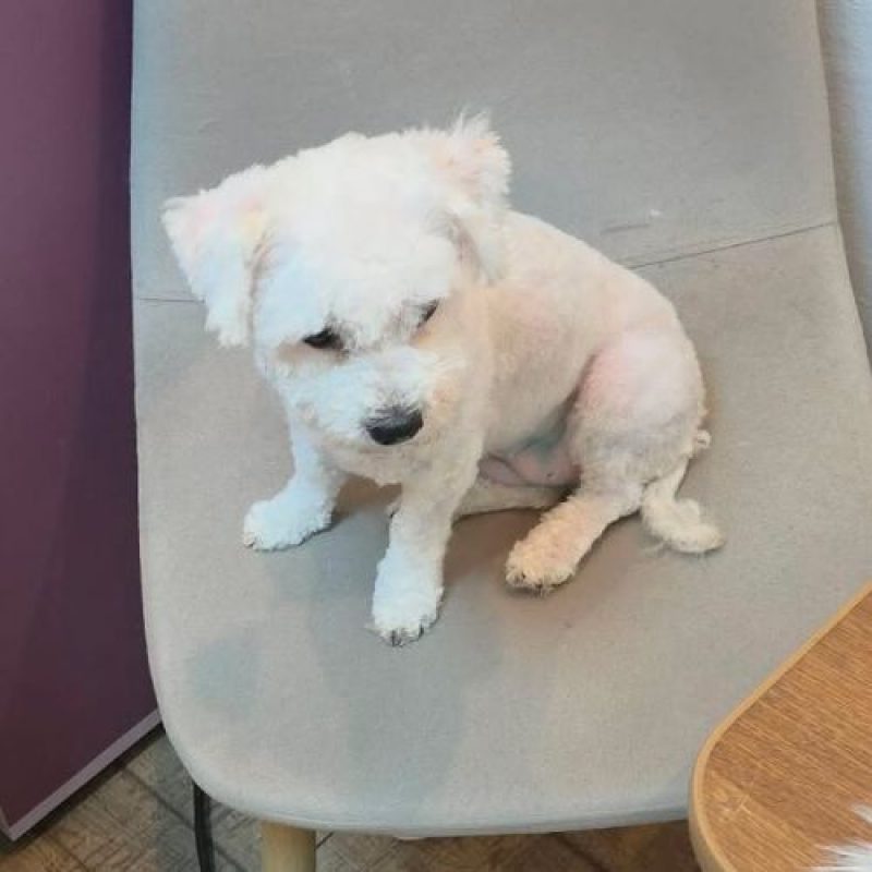 ILINKA - Chien à adopter - photo 5