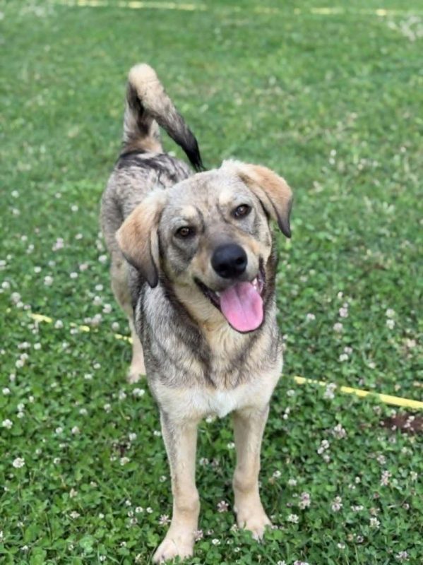 gizmo - Chien à adopter - photo 3