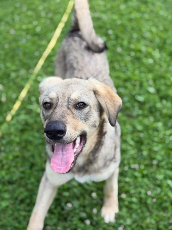 gizmo - Chien à adopter - photo 6