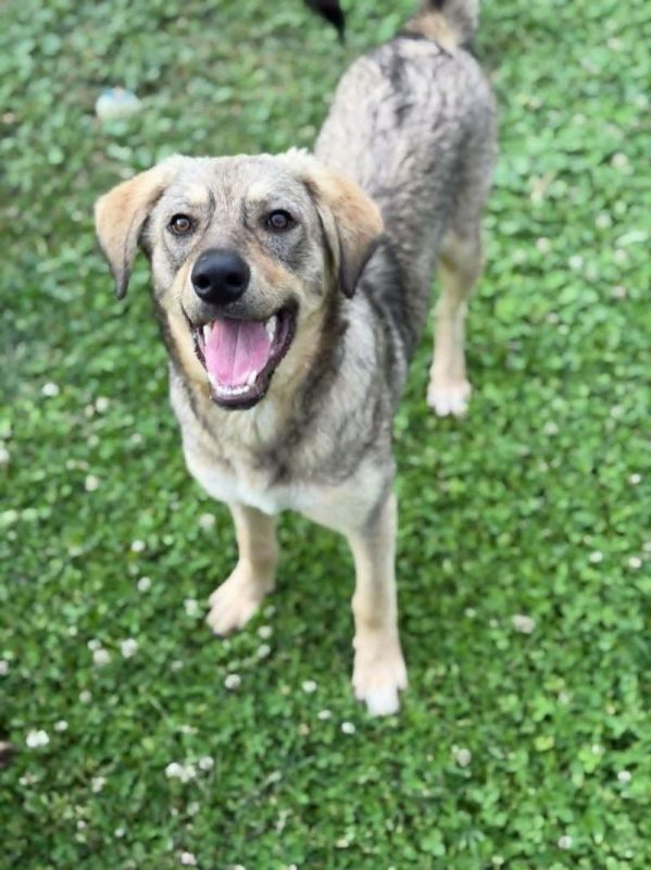 gizmo - Chien à adopter - photo 2