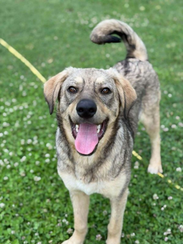 gizmo - Chien à adopter