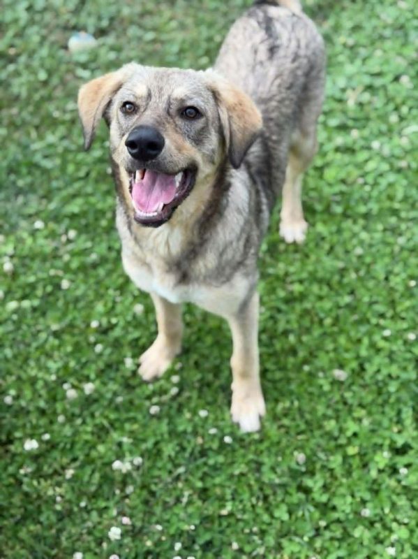 gizmo - Chien à adopter - photo 4