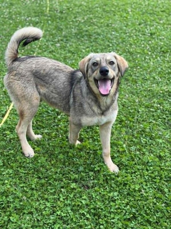 gizmo - Chien à adopter - photo 5