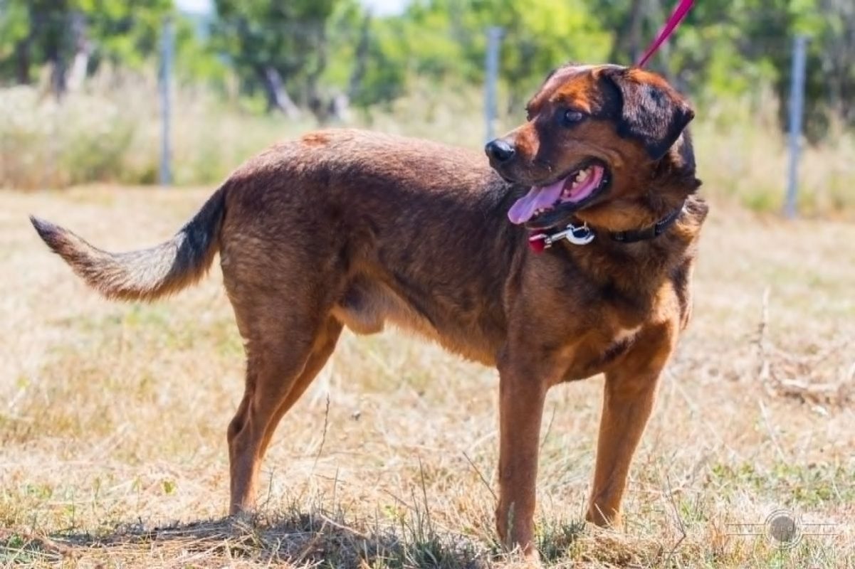 BUENO - Chien à adopter - photo 4