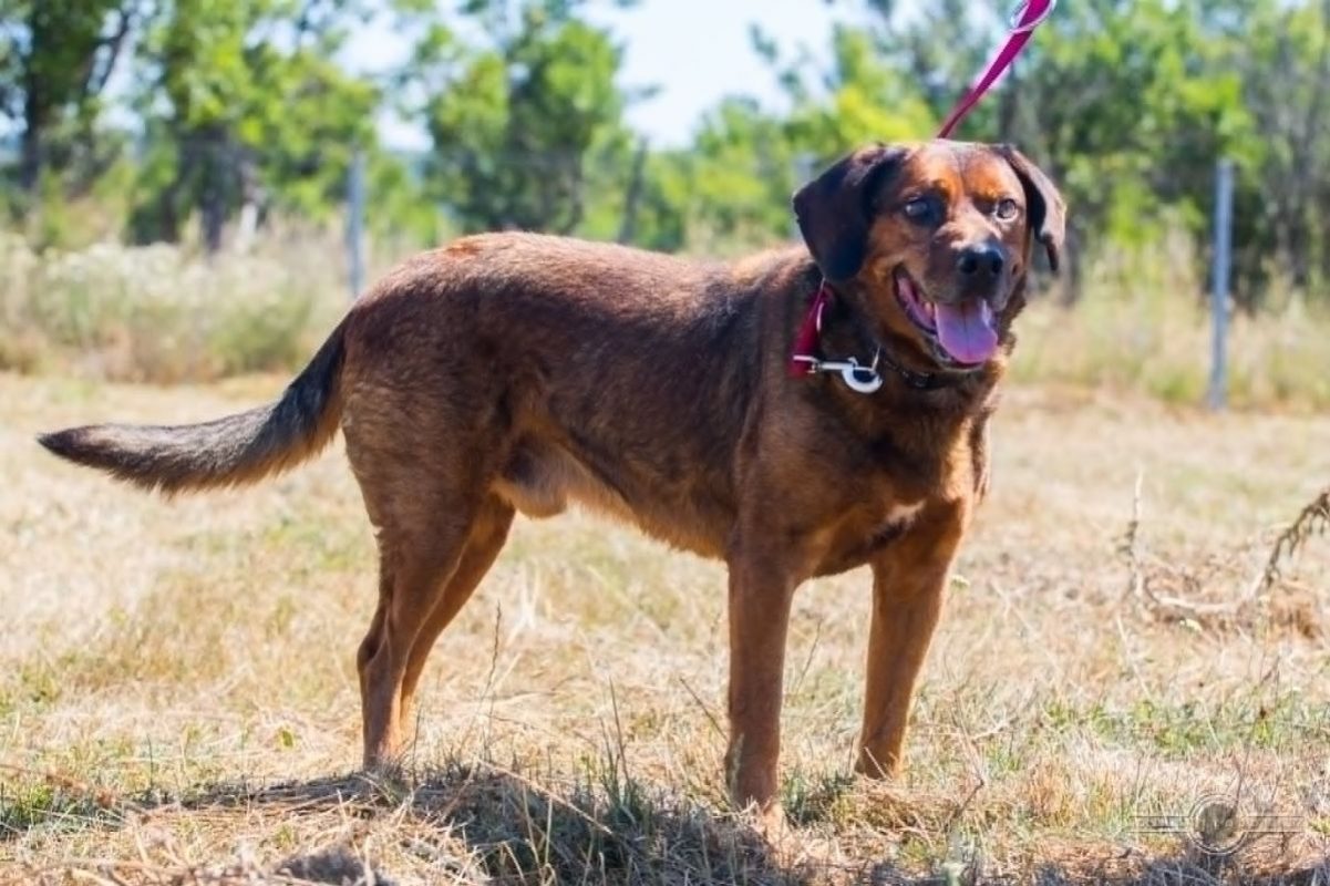 BUENO - Chien à adopter - photo 6