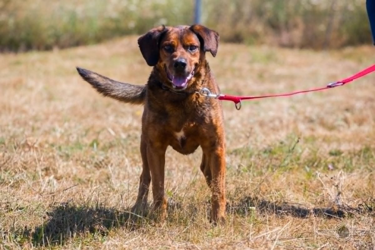 BUENO - Chien à adopter - photo 2