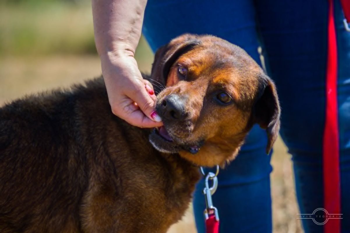 BUENO - Chien à adopter - photo 3