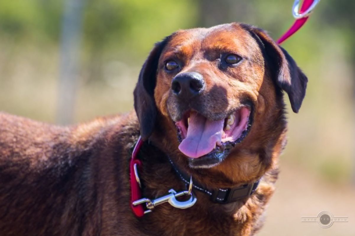 BUENO - Chien à adopter