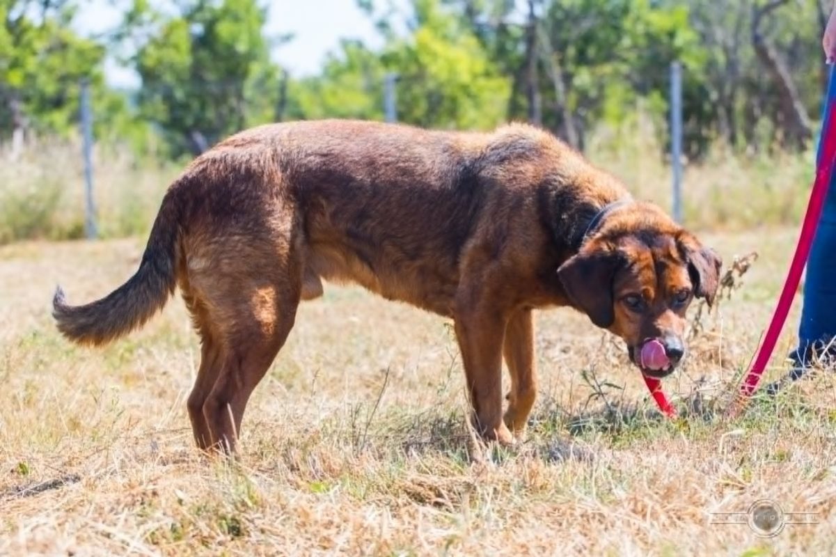 BUENO - Chien à adopter - photo 5
