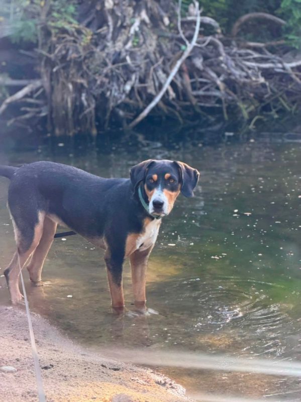 MOLLY - Chien à adopter