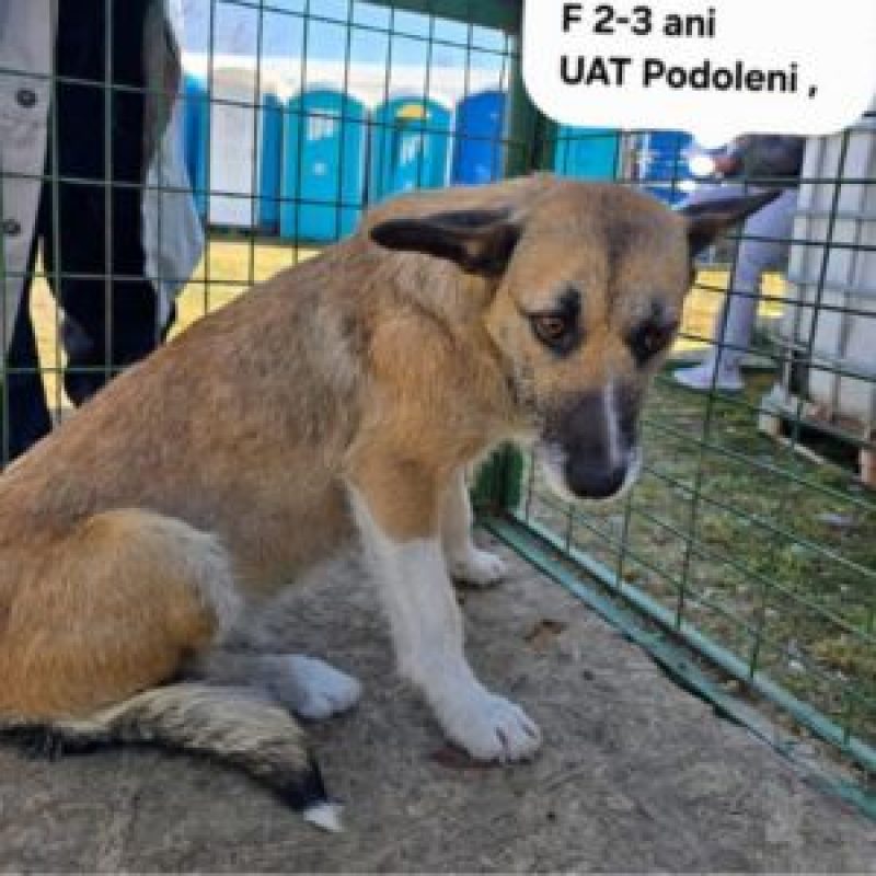 CARLA - Chien à adopter - photo 4