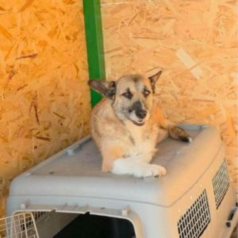CARLA - Chien à adopter - photo 3