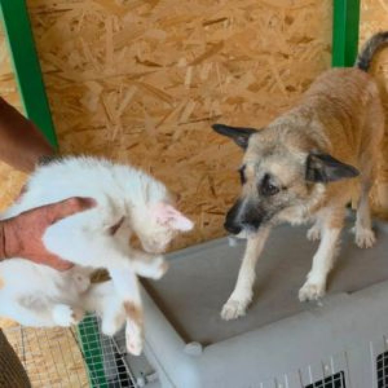 CARLA - Chien à adopter - photo 8
