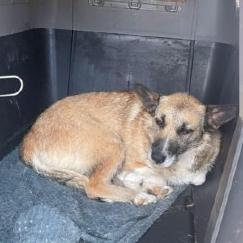 CARLA - Chien à adopter - photo 5