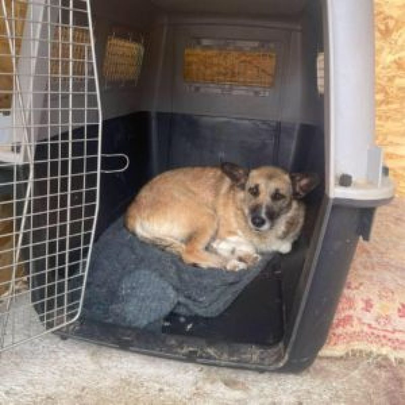 CARLA - Chien à adopter - photo 9
