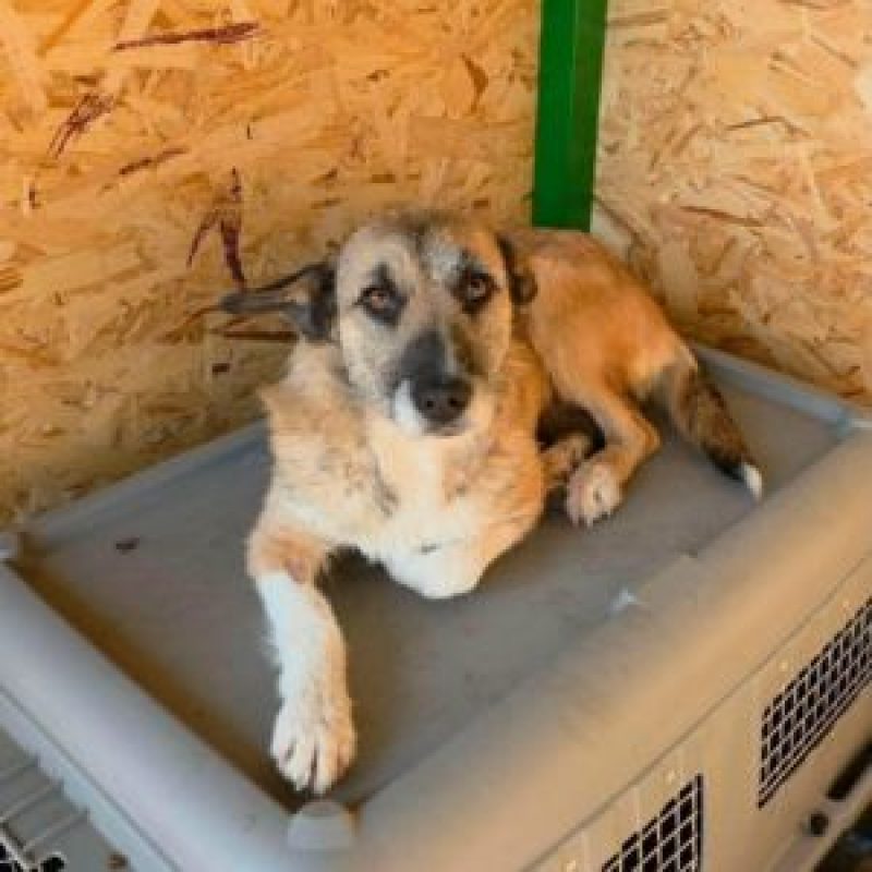CARLA - Chien à adopter - photo 2