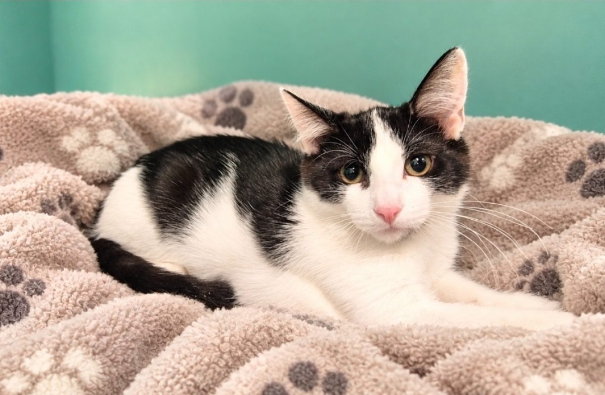 Talco - Chat Européen à adopter