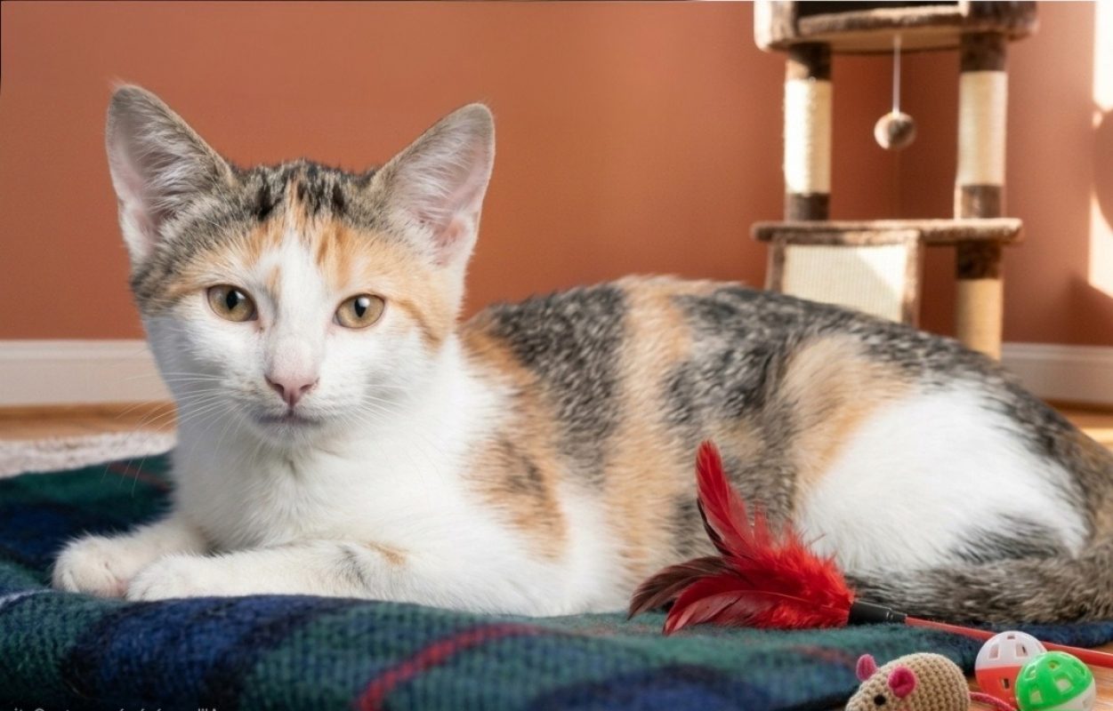 Yalie - Chat Européen à adopter