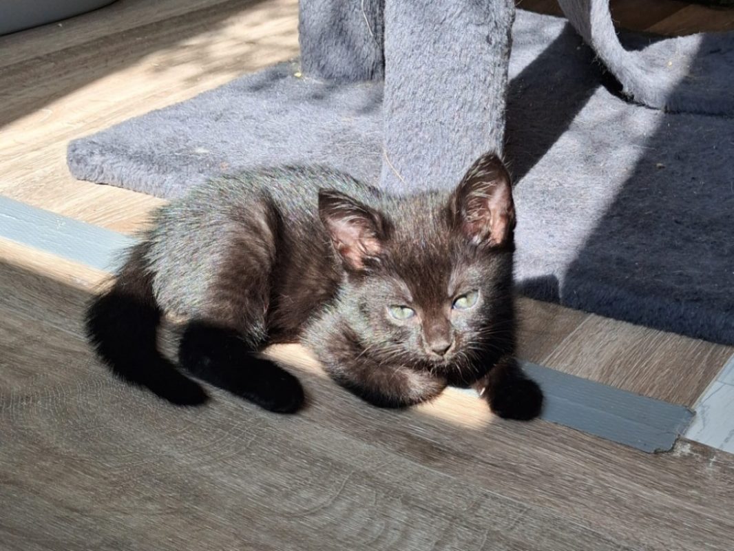 Bahia - Chat Européen à adopter