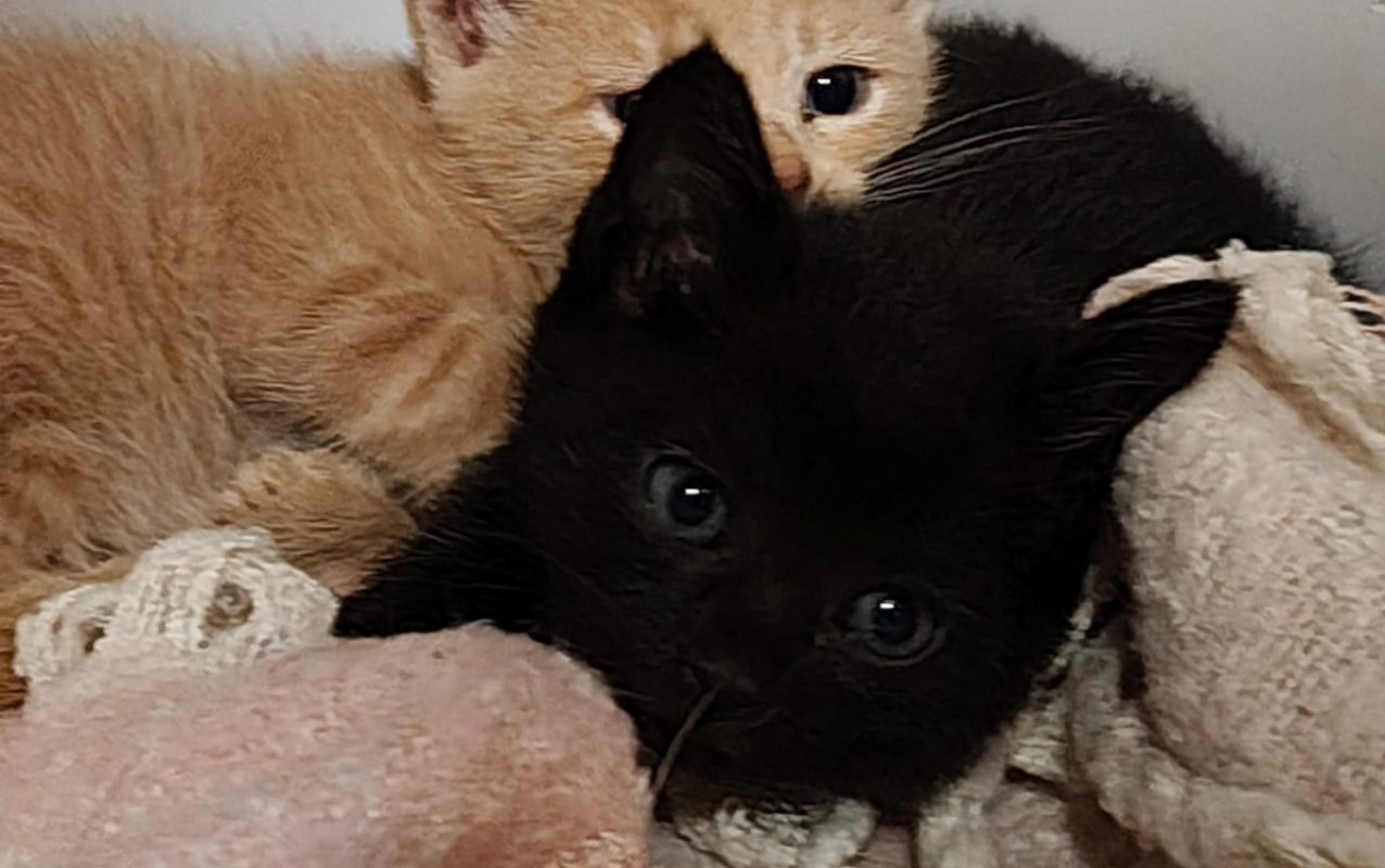 Bahia - Chat Européen à adopter - photo 2