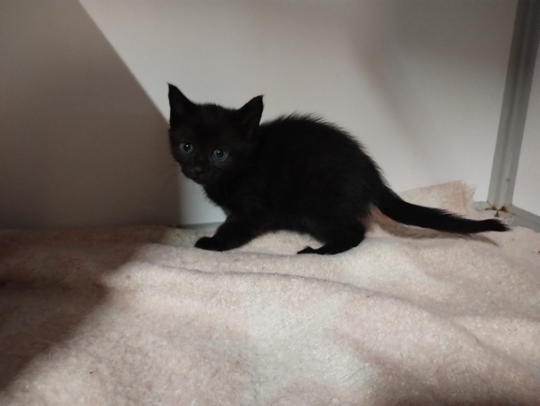 Bahia - Chat Européen à adopter - photo 3