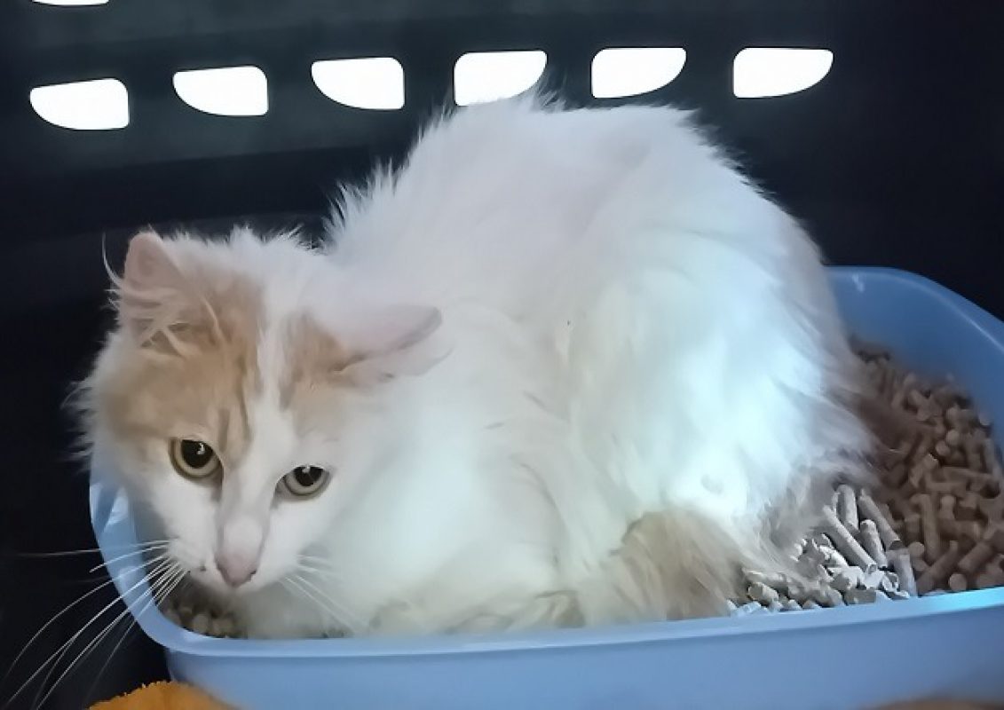 Poulette - Chat Européen à adopter