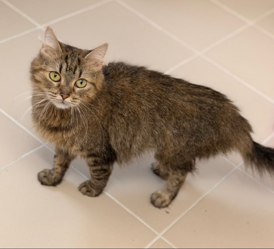 Jessy - Chat Européen à adopter