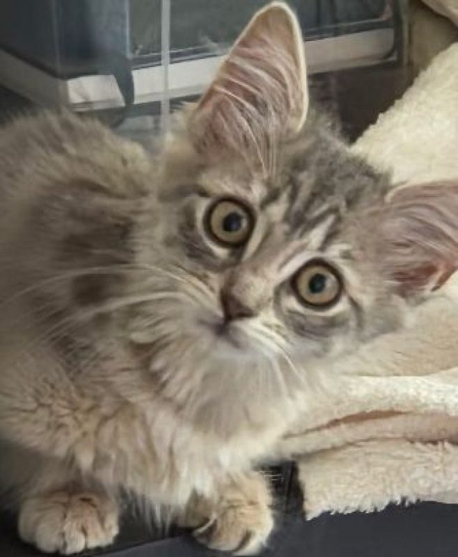 Breeze - Chat Européen à adopter