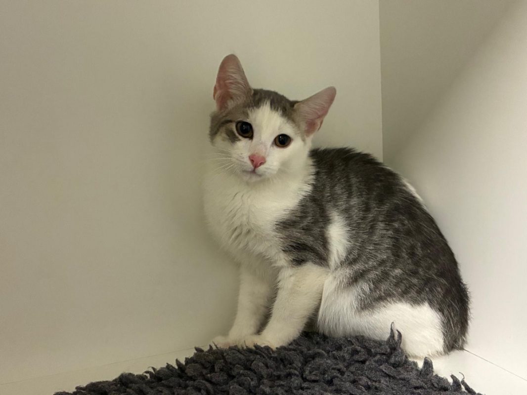 MILO - Chat Européen à adopter