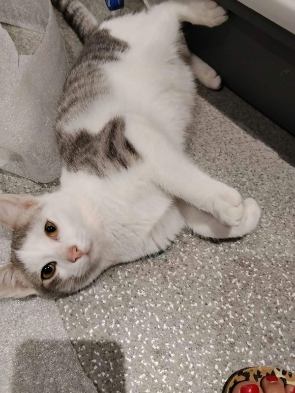 MILO - Chat à adopter