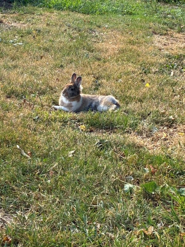 CANNELLE - Rongeur Lapin à adopter - photo 3