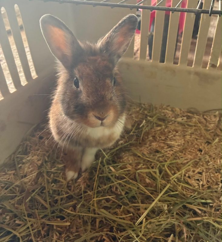 CANNELLE - Rongeur Lapin à adopter - photo 2