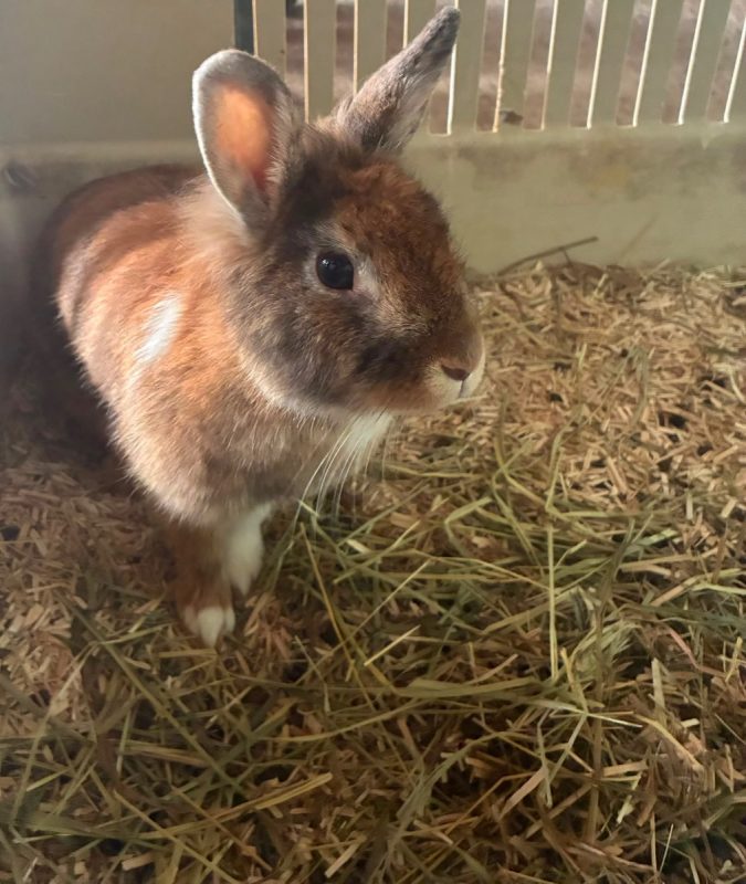 CANNELLE - Rongeur Lapin à adopter