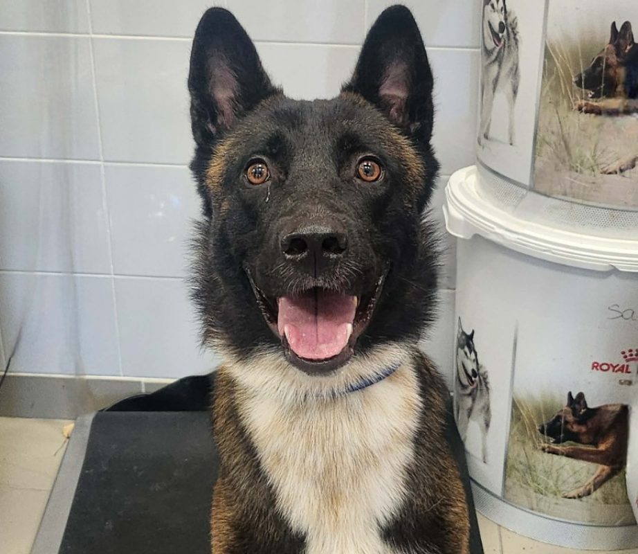 Bounty - Chien à adopter